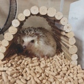 ハリネズミ 男の子