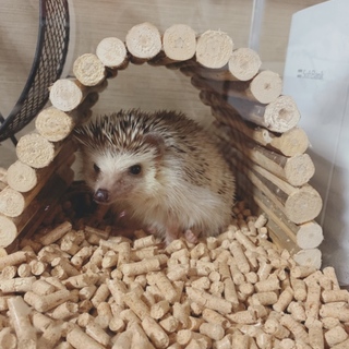 ハリネズミ 男の子