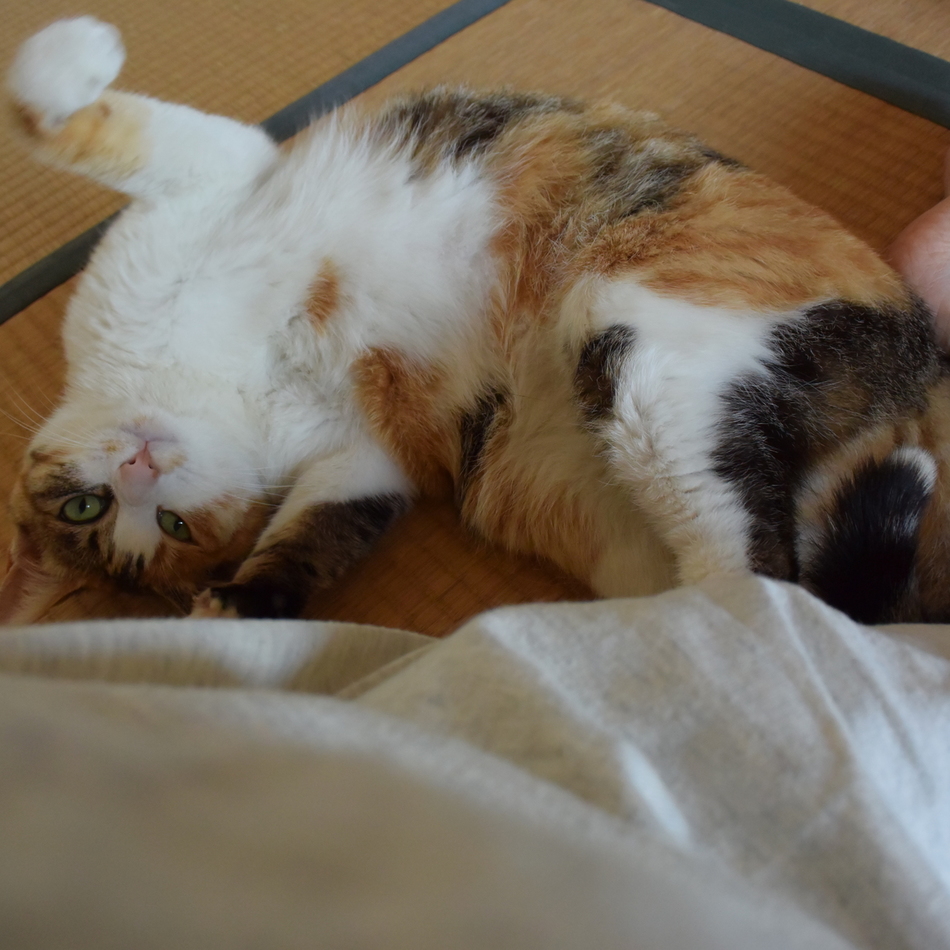 サラのカバー写真