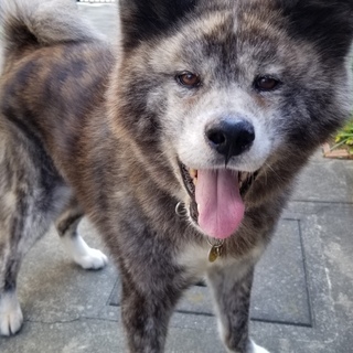 素敵なご縁が繋がりました！秋田犬・福ちゃん