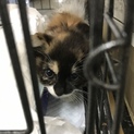 かわいいふわふわ三毛ちゃんです。