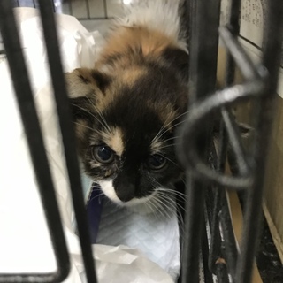 かわいいふわふわ三毛ちゃんです。