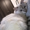 Diegoのパパ