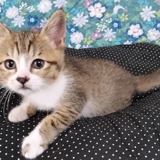 4月8日生まれの女の子です。