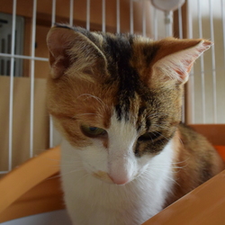 猫を保護しました