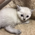 仔猫 生後1ヵ月