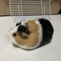 モルモット里親募集