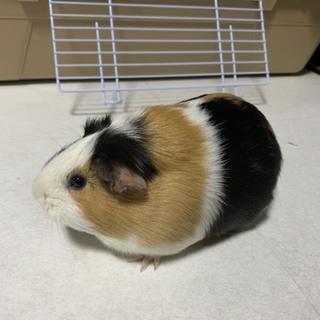 モルモット里親募集