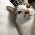 人慣れてる三毛ちゃん、よろしくお願いします。