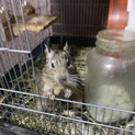デグー里親募集