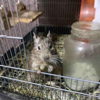 デグー里親募集