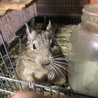 デグー里親募集 サムネイル2