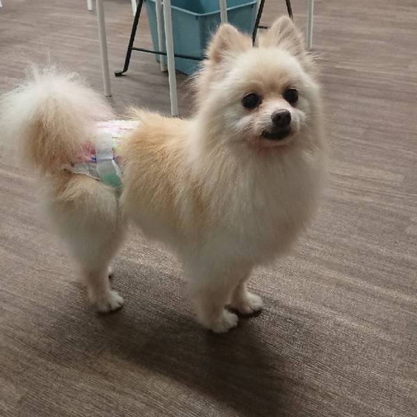 めこ もふもふ美人なポメ 東京都 犬の里親募集 2693 ペットのおうち 月間利用者150万人 めこ もふもふ美人なポメ 東京都 犬の里親募集 2693 ペットのおうち 月間利用者150万人