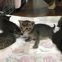生後４週間の猫ちゃん７匹大募集！！
