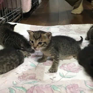生後４週間の猫ちゃん７匹大募集！！