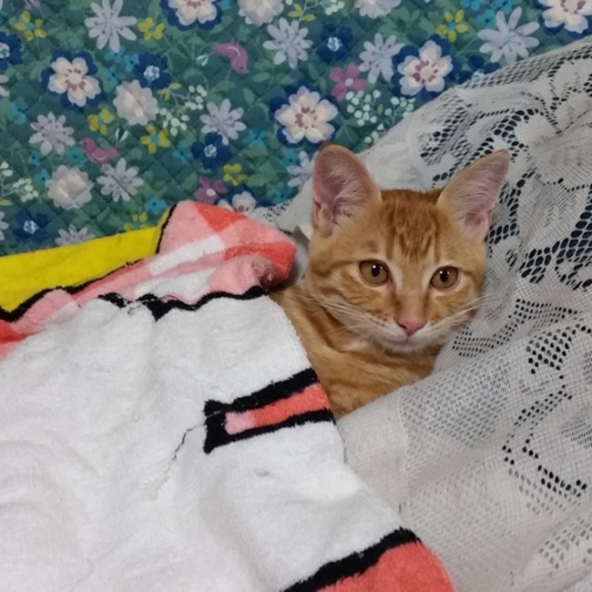 つゆみみのカバー写真