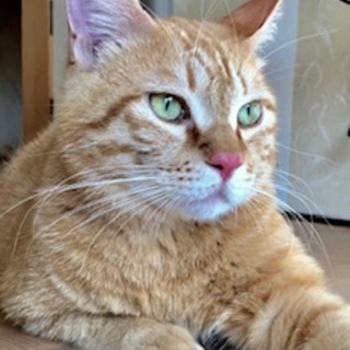 抱っこ大好きなベタベタ甘えん坊の　トラちゃん