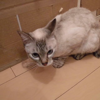 お団子尻尾のシャム系の雑種の女の子です。