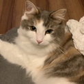美形 いい子です。  里親募集☆ (転勤のため)