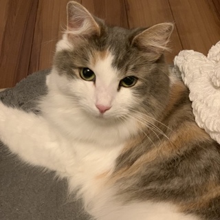 美形 いい子です。  里親募集☆ (転勤のため)