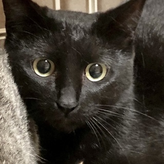 ちょっとビビリな女の子　アナちゃん