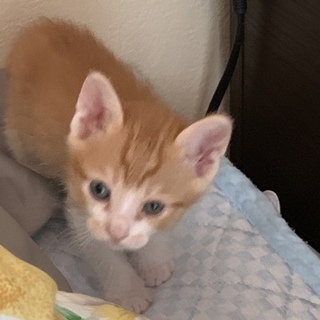 手違いで成立処理していまた