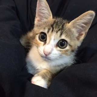 公園に捨てられていた仔猫ちゃん