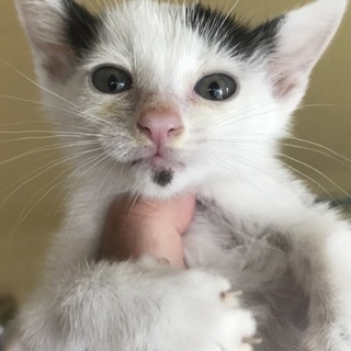 白黒ブチ♂2か月