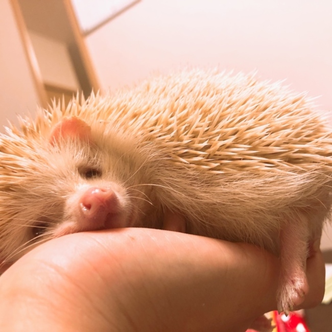 ハリネズミのムースのカバー写真
