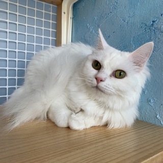 長毛リンちゃん(２枚目は姉妹の短毛、メルちゃん)