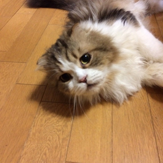 スコティッシュ　グレーの長毛　ミケル