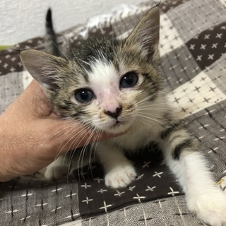 お鼻がハート模様のはあちゃん