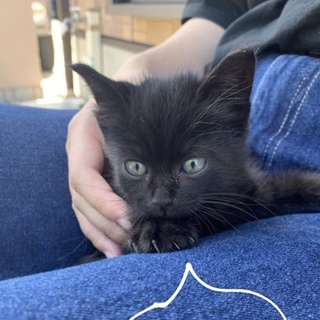 小さい黒猫の男の子