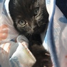 小さい黒猫の男の子 サムネイル3
