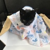 小さい黒猫の男の子 サムネイル4