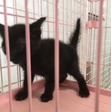 怖がり子猫 黒