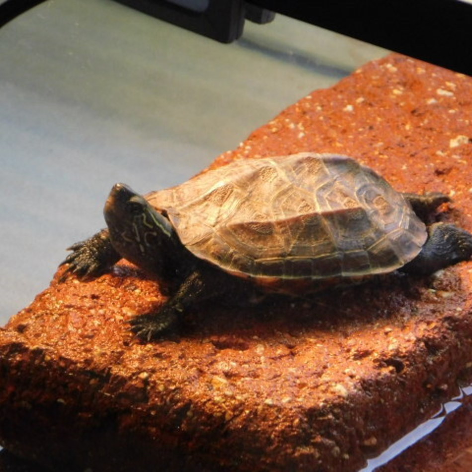 花子のカバー写真