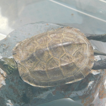 ハナちゃん、甲羅干しでリラックス中！