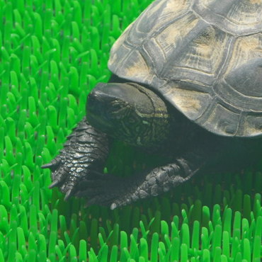 亀太郎、甲羅干しで眠くなった？