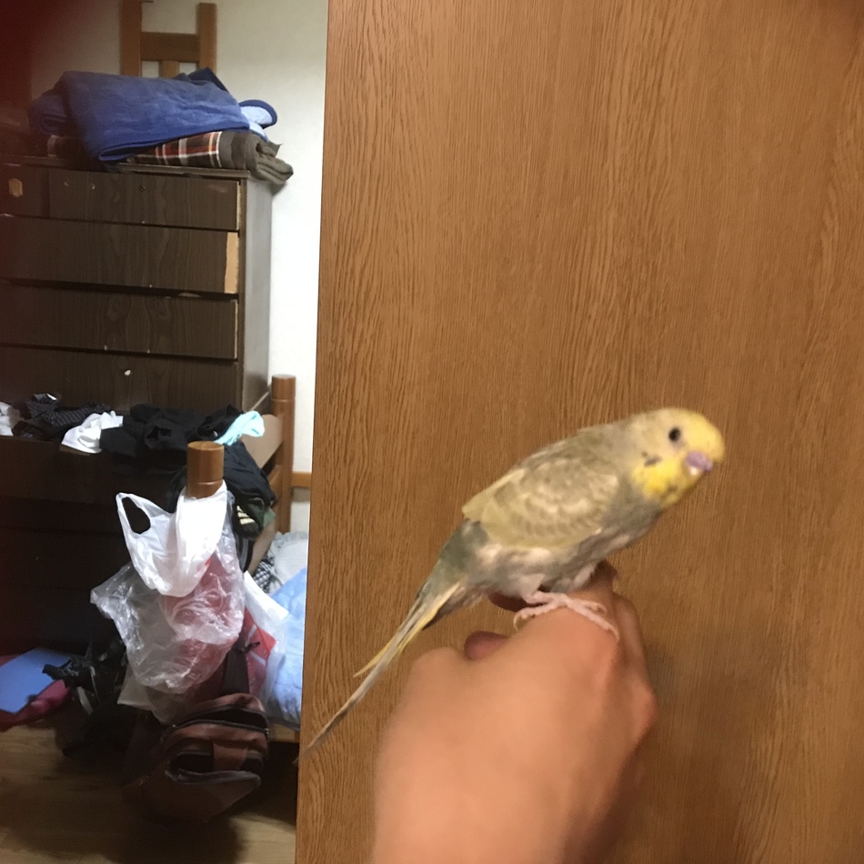 No-nameちゃんのカバー写真