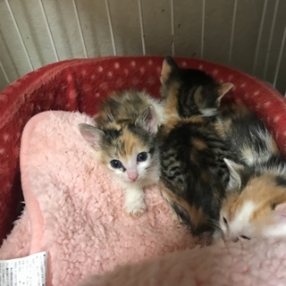 再び、入園にゃんず♩