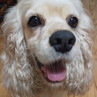 甘えん坊でなでなで大好きなアメコカのメルちゃん