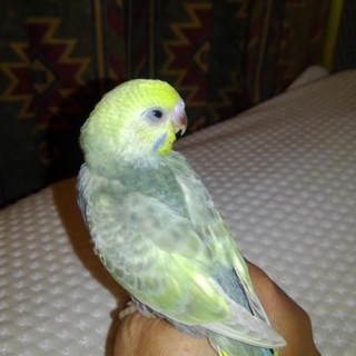 寂しだけど大好きなペットを譲って。