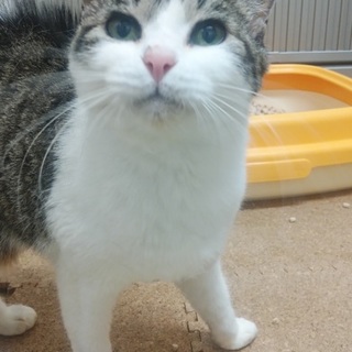 【所有権放棄】穏やかなシニアちゃん