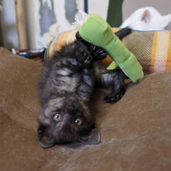 ゴロー　無事里親さんの元へ