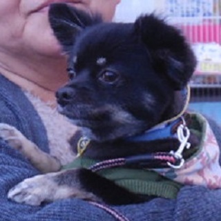 人が大好きな3.4㎏ とっても可愛いチワックス 