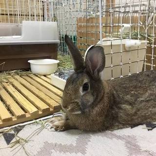 保護うさぎ(温泉うさぎ) あさまくん