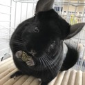 チンチラ黒 1歳