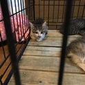 家に迷い込んだ野良猫の赤ちゃん
