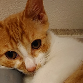 小さくてさみしがり屋の猫です。